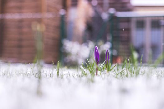 Snowy spring flowers in the front yard. Crocus in spring time.