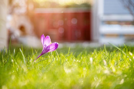 Spring flowers in the front yard. Crocus in spring time. Copy space, ideal for postcard.