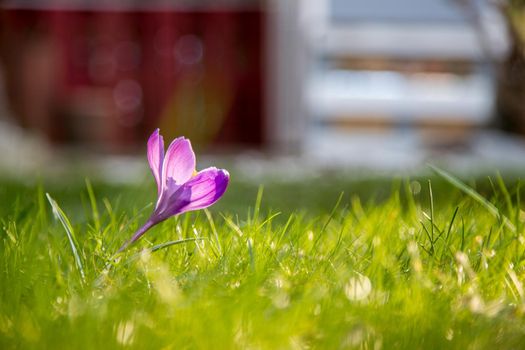 Spring flowers in the front yard. Crocus in spring time. Copy space, ideal for postcard.