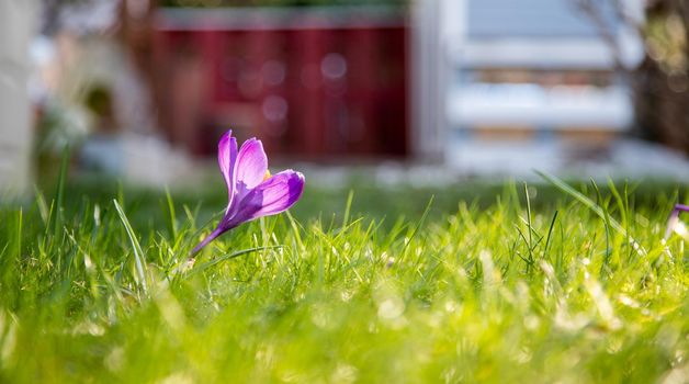 Spring flowers in the front yard. Crocus in spring time. Copy space, ideal for postcard.