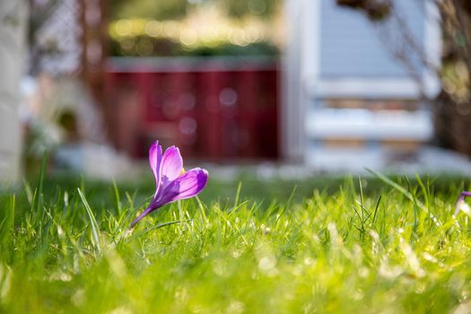 Spring flowers in the front yard. Crocus in spring time. Copy space, ideal for postcard.