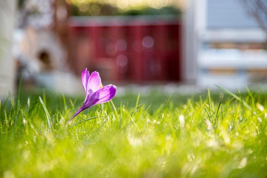 Spring flowers in the front yard. Crocus in spring time. Copy space, ideal for postcard.