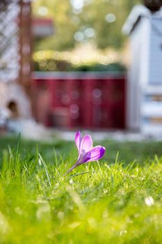 Spring flowers in the front yard. Crocus in spring time. Copy space, ideal for postcard.