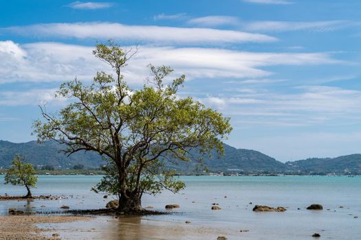 Tree standing by a sunny beach, blue water ocean, blue sky and green mountain background.