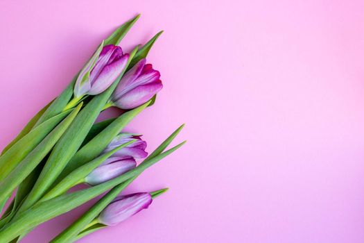Delicate lilac tulips on a pink background. Greeting card, wallpaper, background. Happy Mother's Day, Easter, Valentine's Day, or wedding.