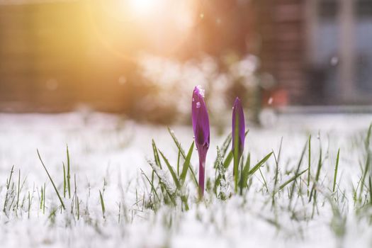 Snowy spring flowers in the front yard. Crocus in spring time.