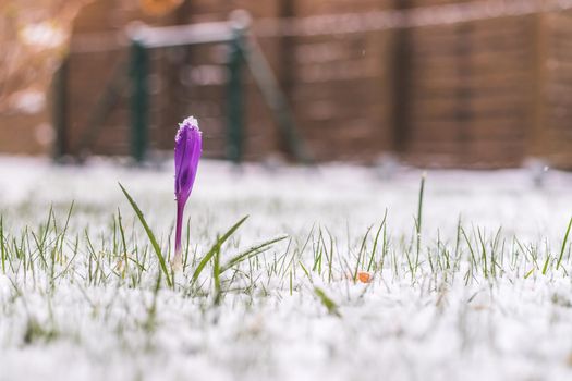 Snowy spring flowers in the front yard. Crocus in spring time.