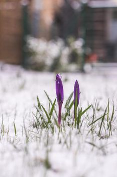 Snowy spring flowers in the front yard. Crocus in spring time.