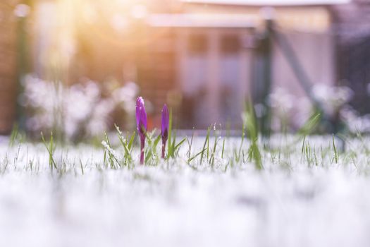 Snowy spring flowers in the front yard. Crocus in spring time.