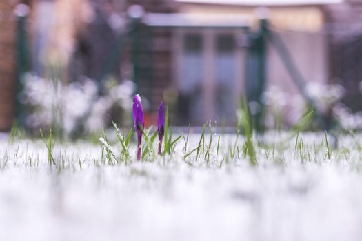 Snowy spring flowers in the front yard. Crocus in spring time.