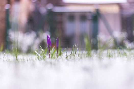 Snowy spring flowers in the front yard. Crocus in spring time.