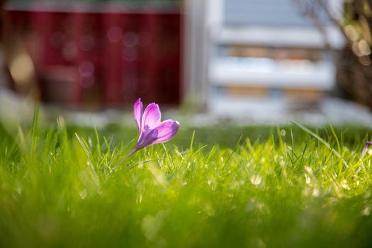 Spring flowers in the front yard. Crocus in spring time. Copy space, ideal for postcard.