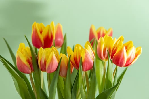 Bouquet with yellow red tulips against a light green background