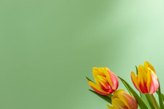 Bouquet with yellow red tulips against a light green background