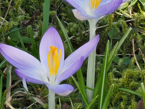 Close-up of purple crocus in bloom in a meadow in spring