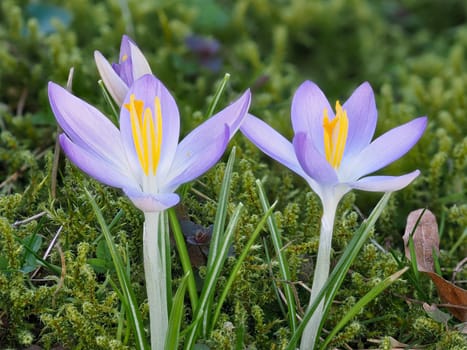 Close-up of two purple crocus in bloom in a meadow in spring