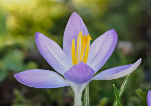 Purple crocus in bloom in a meadow in spring