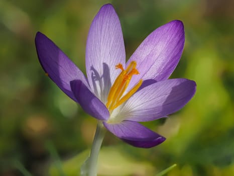 Purple crocus in bloom in a meadow in spring