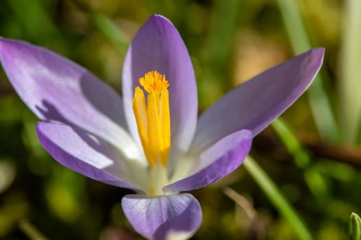 Close-up of purple crocus in bloom in a meadow in spring