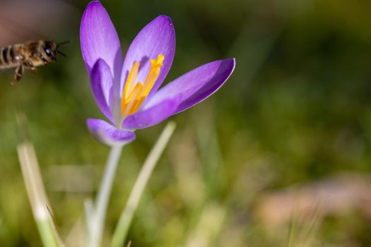 Purple crocus in bloom in a meadow in spring with flying bee