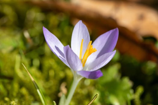 Close-up of purple crocus in bloom in a meadow in spring