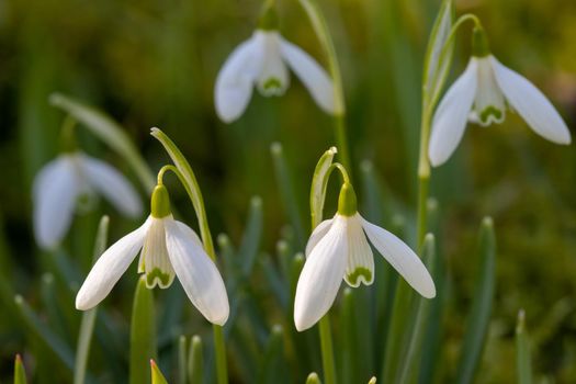 Close-up of several snowdrops in a meadow in spring