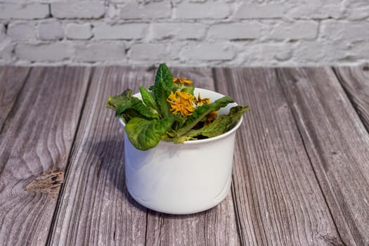 Withered yellow primrose in a flower pot standing on a table