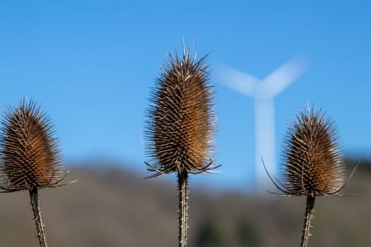 Close-up of withered wild teasel against blue sky with defocused wind wheel in the background