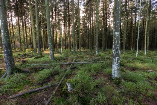 Footpath through the forest of the high fens in Belgium