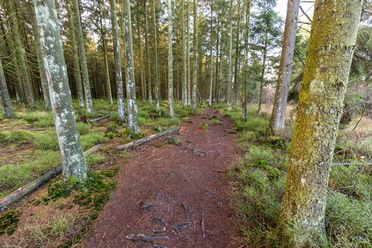 Footpath through the forest of the high fens in Belgium