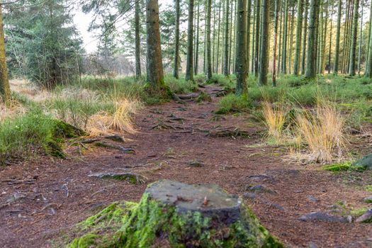 Footpath through the forest of the high fens in Belgium