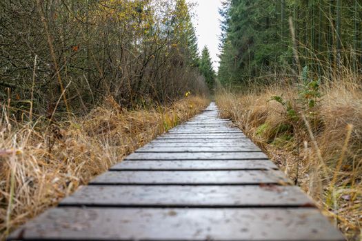 Boardwalk thought the moorland of the high fens in Belgium in autumn