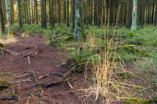 Footpath through the forest of the high fens in Belgium