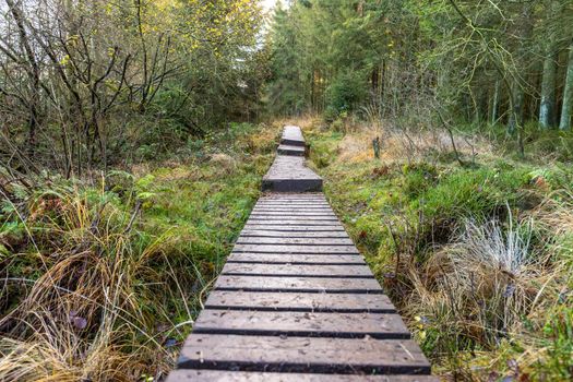 Boardwalk thought the moorland of the high fens in Belgium in autumn