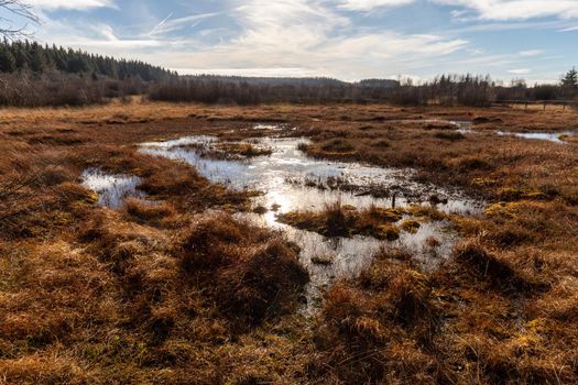 Swamp landscape in the High Fens in autumn 