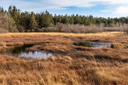 Swamp landscape in the High Fens in autumn 