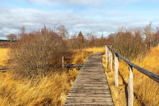 Boardwalk thought the moorland of the high fens in Belgium in autumn