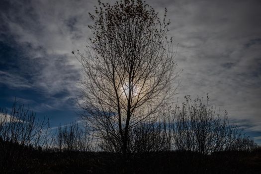 Blue sky and tree against the light in the High Fens, Belgium in autumn