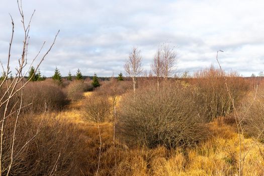 Colorful landscape in the High Fens in Belgium in autunm