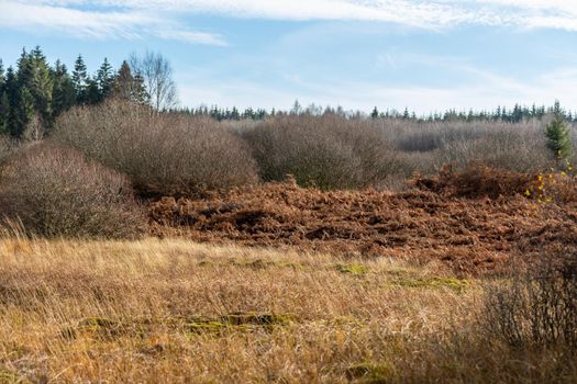 Colorful landscape in the High Fens in Belgium in autunm