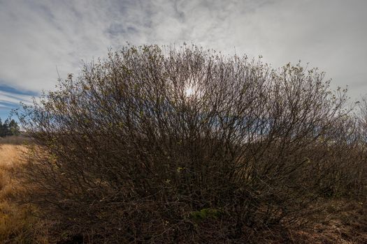 Blue sky and tree against the light in the High Fens, Belgium in autumn