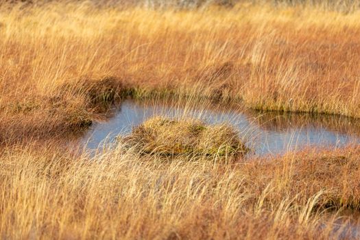 Swamp landscape in the High Fens in autumn 