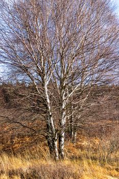 Colorful landscape with large birch in the High Fens in Belgium in autunm