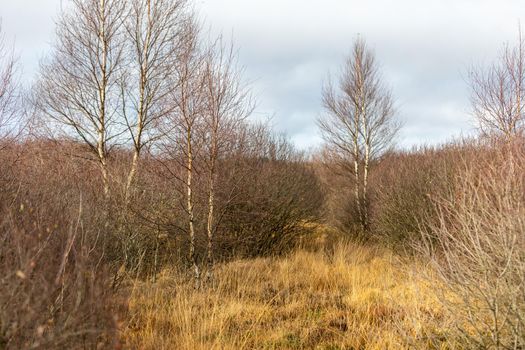 Colorful landscape with large birch in the High Fens in Belgium in autunm