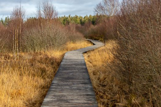 Boardwalk thought the moorland of the high fens in Belgium in autumn