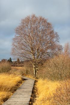 Boardwalk thought the moorland of the high fens in Belgium in autumn