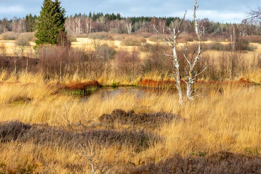 Swamp landscape in the High Fens in autumn 