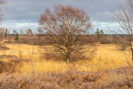 Colorful landscape with birch tree in the High Fens in Belgium in autunm