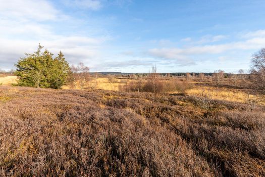 Colorful landscape in the High Fens in Belgium in autunm