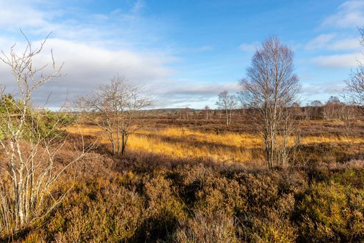 Colorful landscape in the High Fens in Belgium in autunm